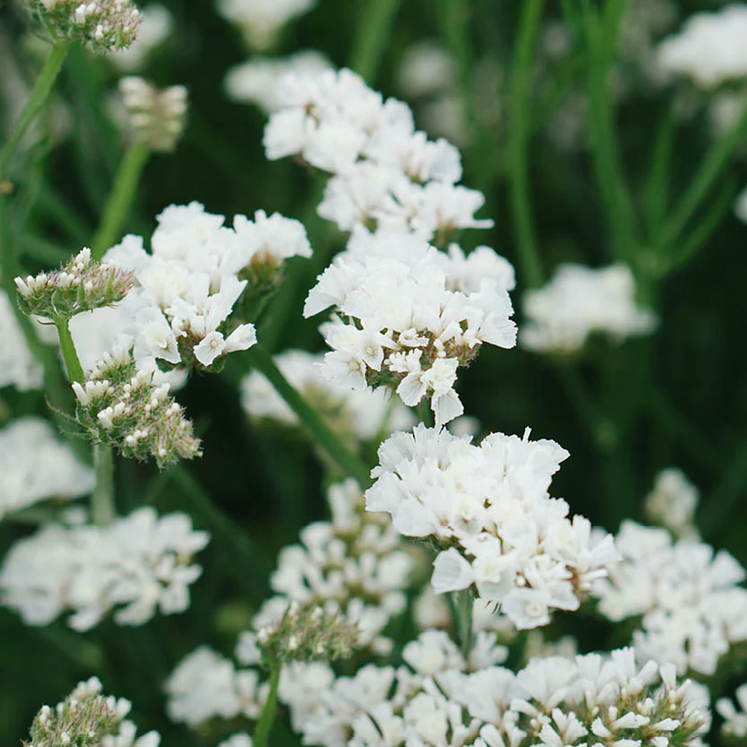 Limonium sinuatum PACIFIC MIX - Imagen 6