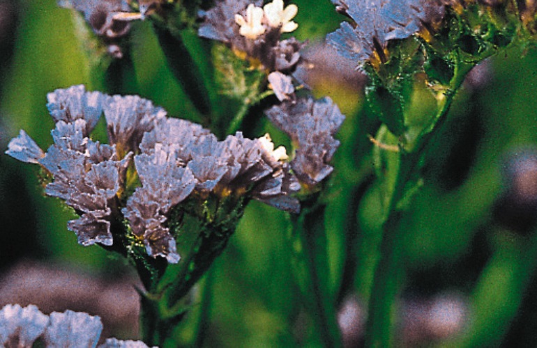 Limonium sinuatum QIS - Imagen 4