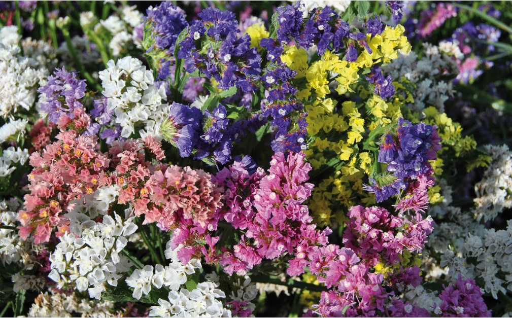 Limonium sinuatum QIS