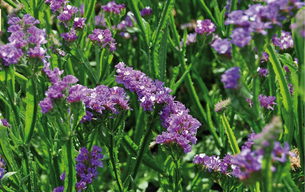 Limonium sinuatum QIS - Imagen 3