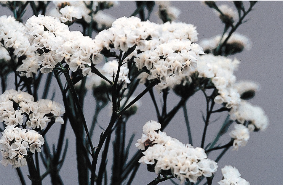 Limonium sinuatum QIS - Imagen 6