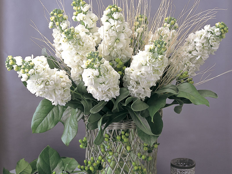 Matthiola incana CANNETO