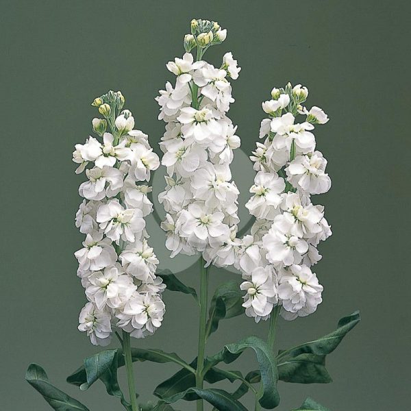 Matthiola incana CANNETO - Imagen 2