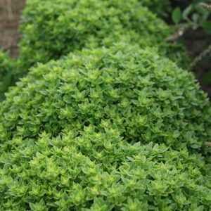 Ocimun basilicum MICROLEAF/MICRETTE