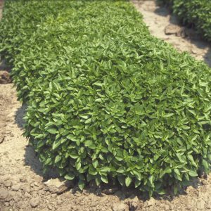 Ocimun basilicum MINILEAF/MINETTE