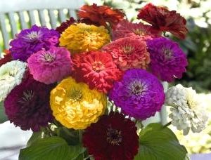Zinnia elegans BENARY'S GIANT