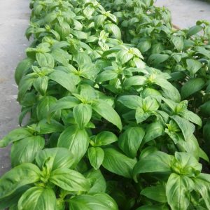 Ocimun basilicum PROSPERA® F1 - CG1