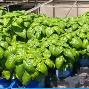 Ocimun basilicum PROSPERA® F1 - PL4