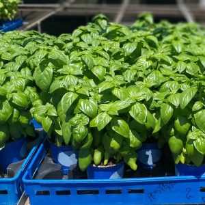 Ocimun basilicum PROSPERA® F1 - PS5