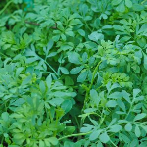 Ruta graveolens RUDA