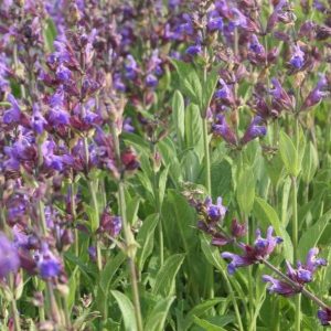 Salvia lavandulifolia SALVIA ESPAÑOLA