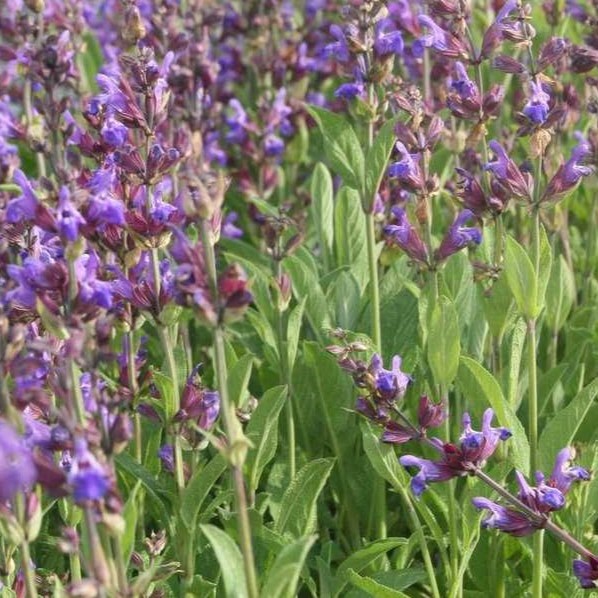Salvia lavandulifolia SALVIA ESPAÑOLA