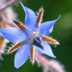 Borago officinalis ecológica