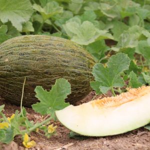 MELÓN IZABEL F1