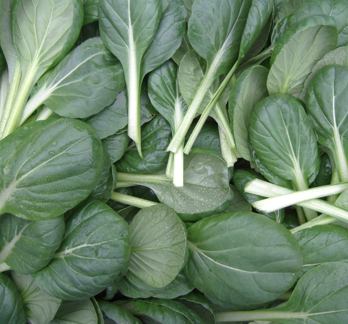 TATSOI ECOLÓGICA