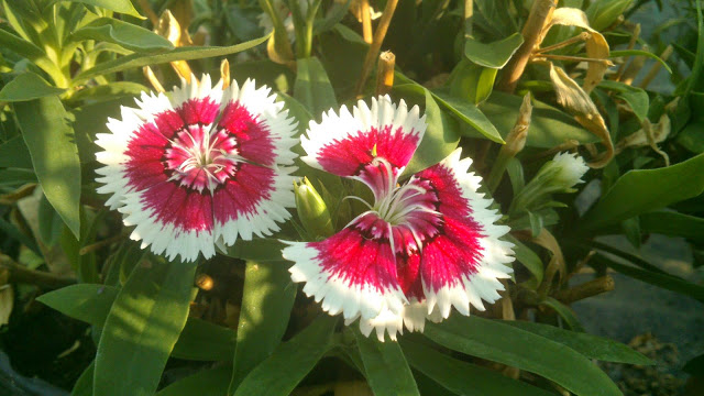 Dianthus chinensis ecológica