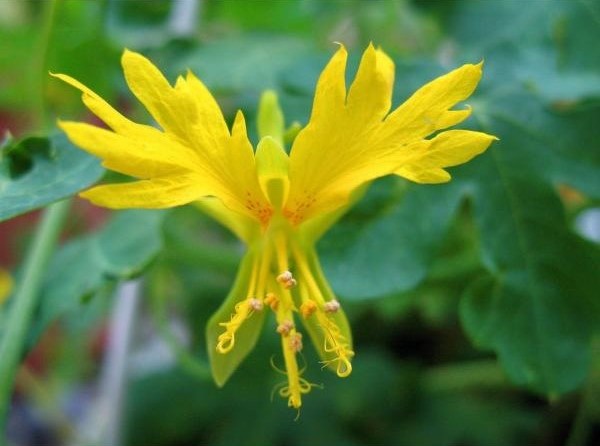Tropaeolum peregrinum ecológica