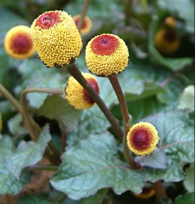 Spilanthes oleracea ecológica
