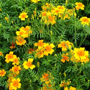 Tagete tenuifolia ecológica