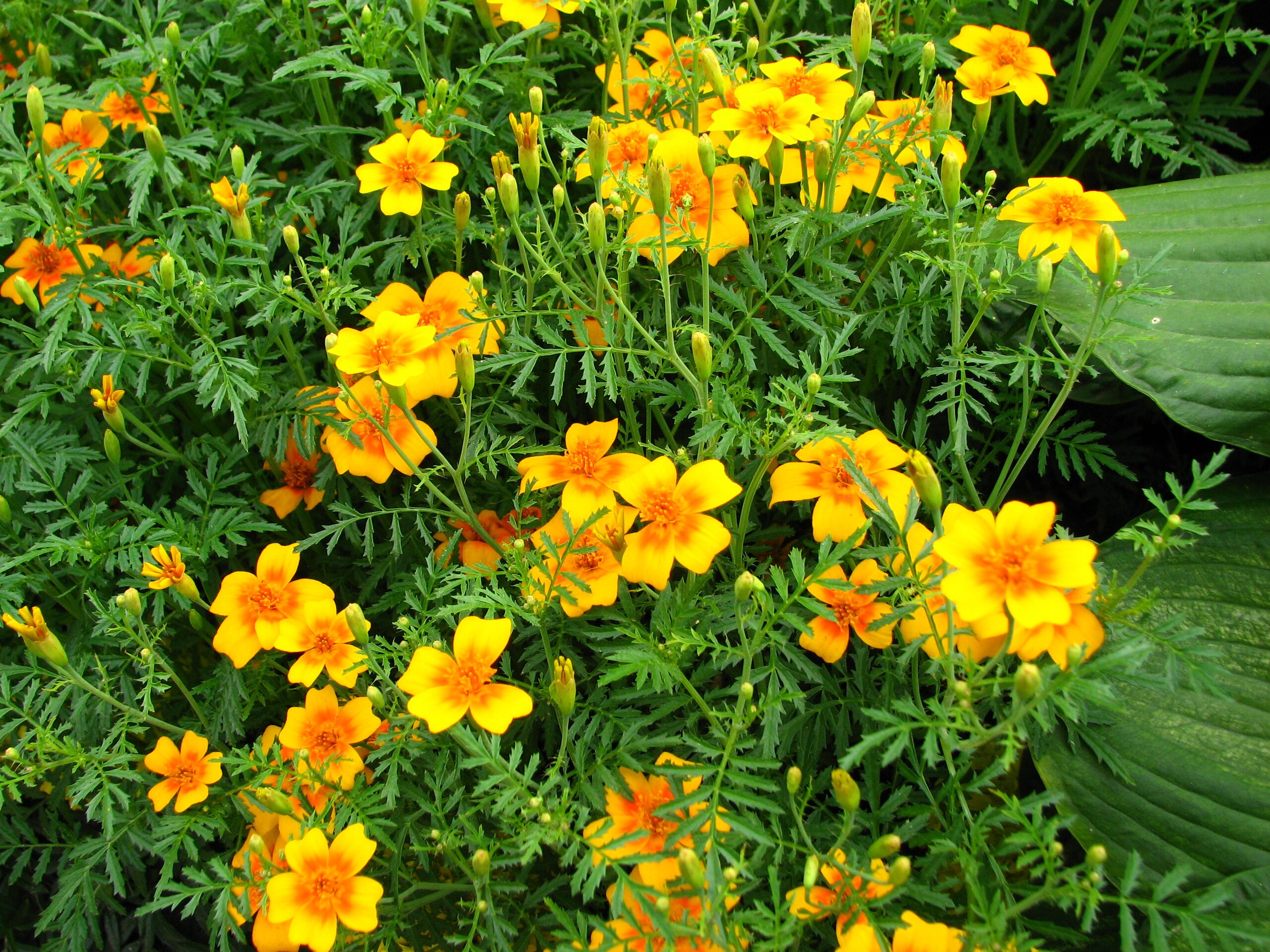 Tagete tenuifolia ecológica