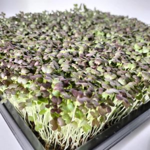 Mizuna Roja Microgreens
