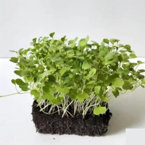 Rúcula Microgreens