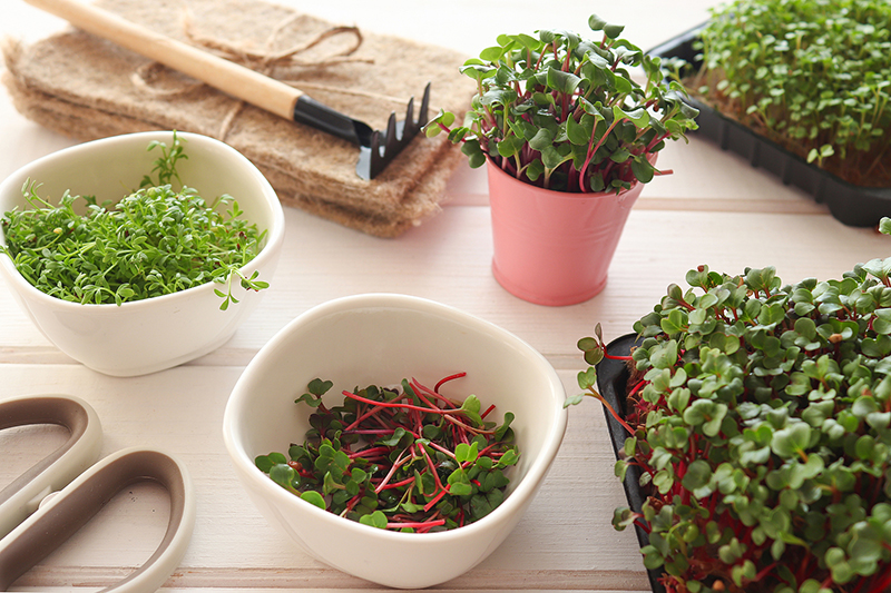 Microgreens-INTERSEMILLAS-1