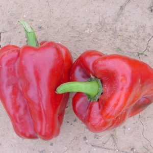 PIMIENTO HONRUBIA