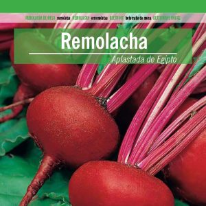 REMOLACHA APLASTADA DE EGIPTO