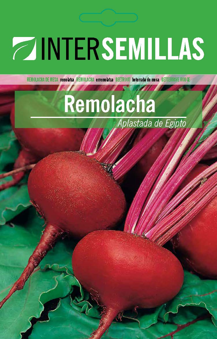 REMOLACHA APLASTADA DE EGIPTO