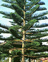 EXCELSA