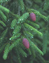 ORIENTALIS