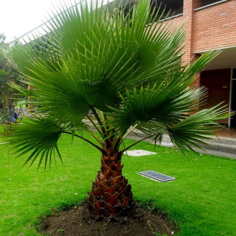 WASHINGTONIA FILIFERA