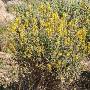 ANTHYLLIS CYTISOIDES