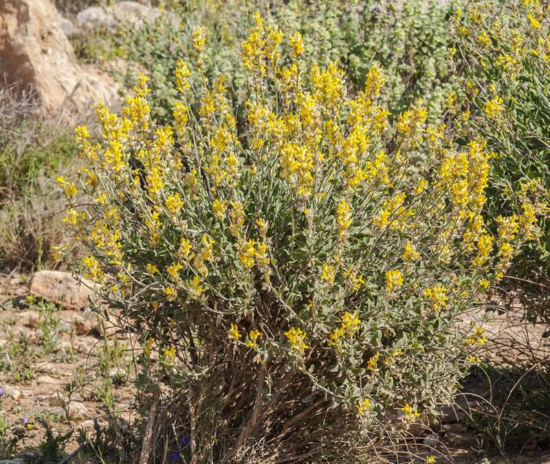 ANTHYLLIS CYTISOIDES