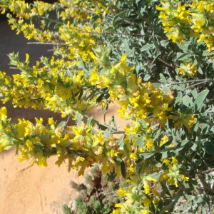 <i>Anthyllis cytisoides</i>