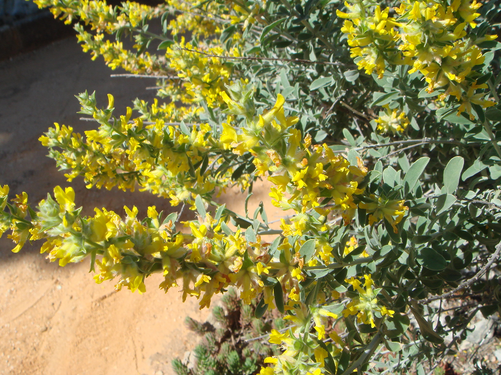 <i>Anthyllis cytisoides</i>