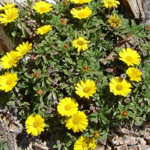 <i>Asteriscus maritimus</i>