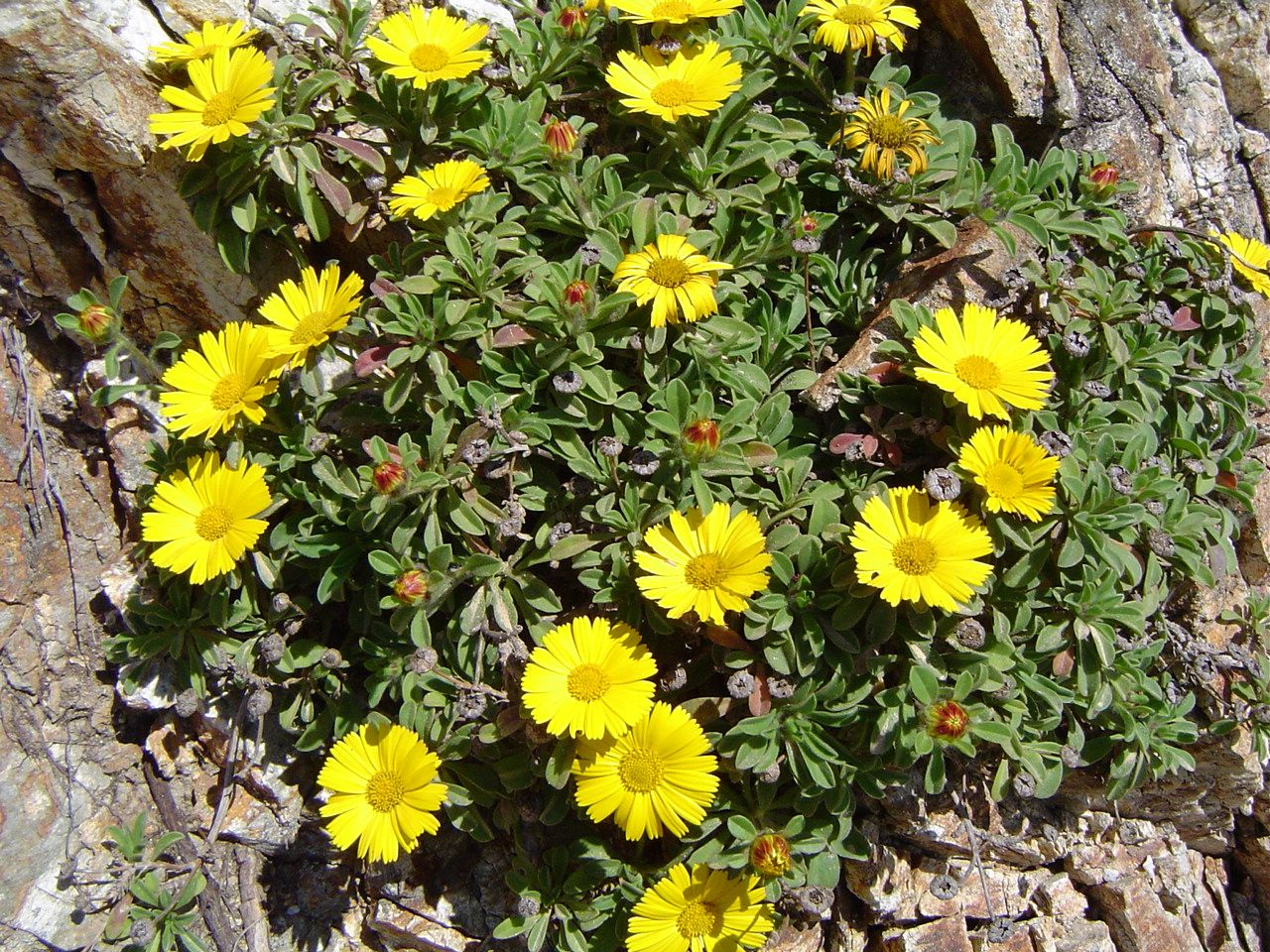 <i>Asteriscus maritimus</i>