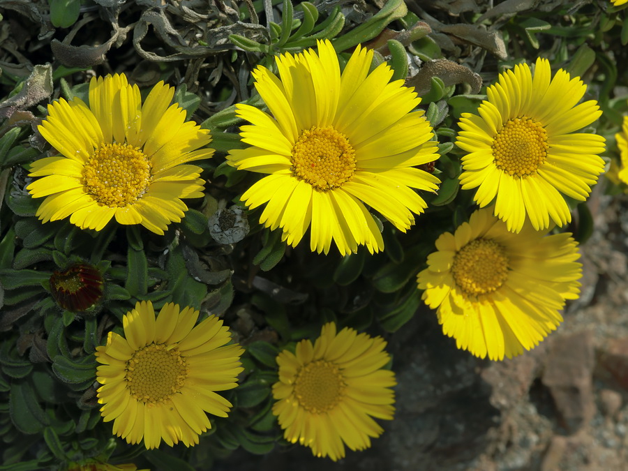 <i>Asteriscus maritimus</i> - Imagen 3