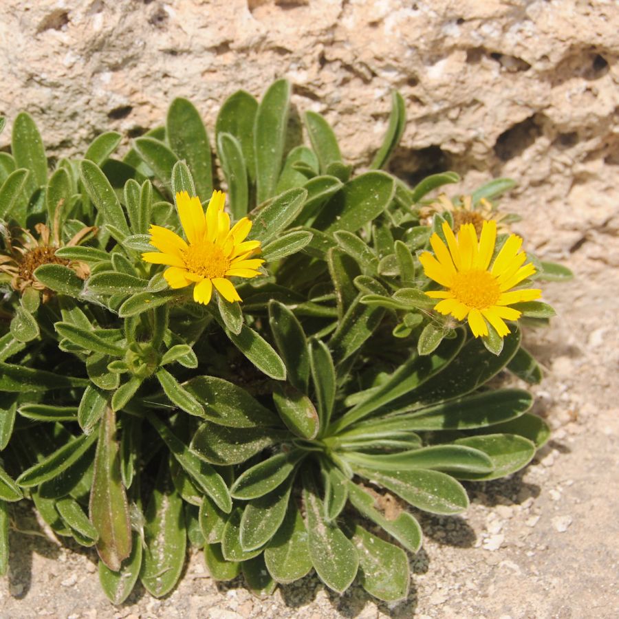 <i>Asteriscus maritimus</i> - Imagen 2