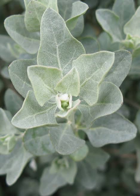 <i>Atriplex halimus</i> - Imagen 3