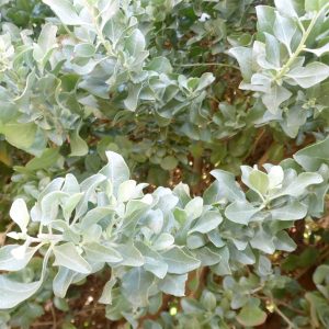 <i>Atriplex halimus</i>