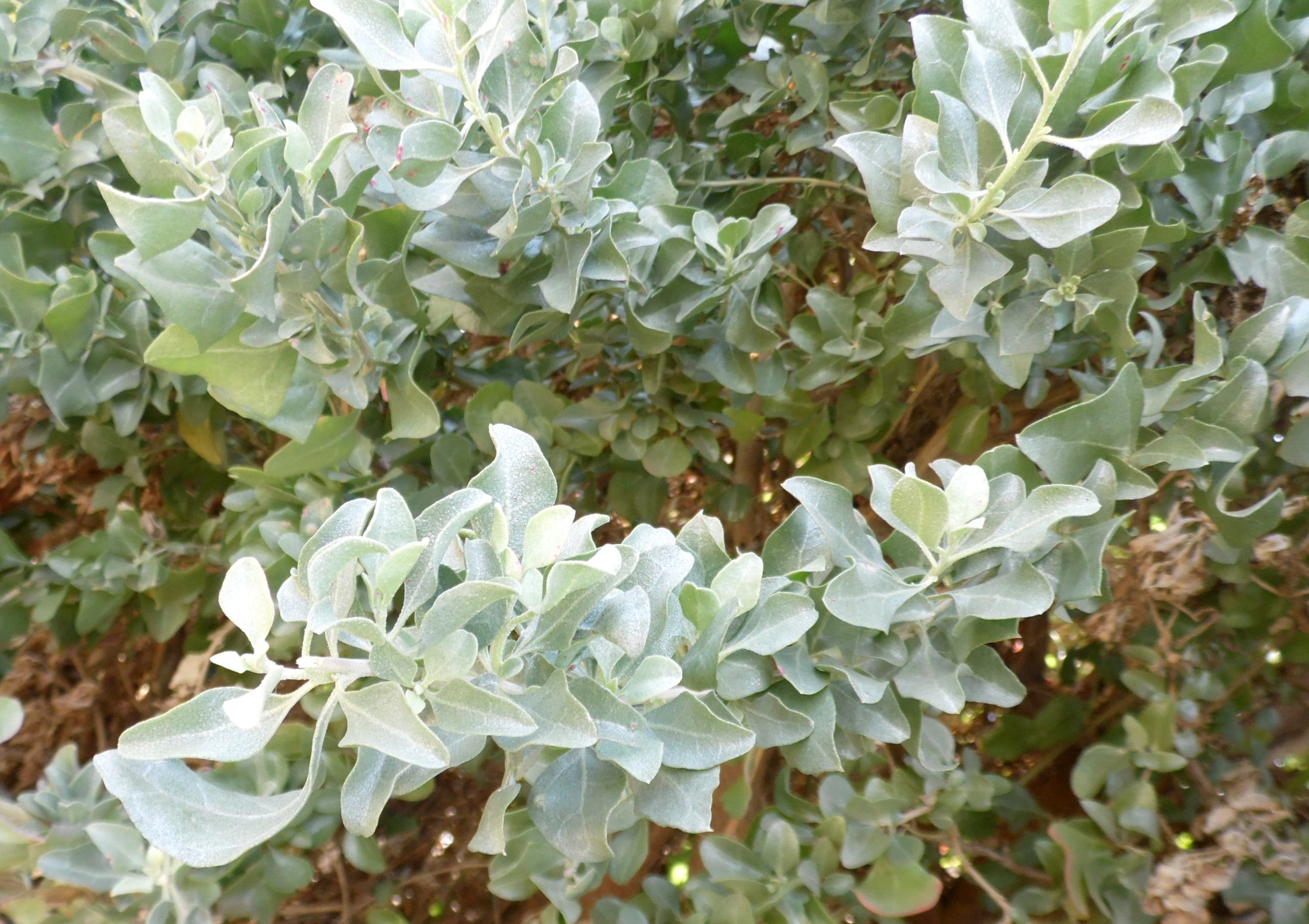 <i>Atriplex halimus</i>