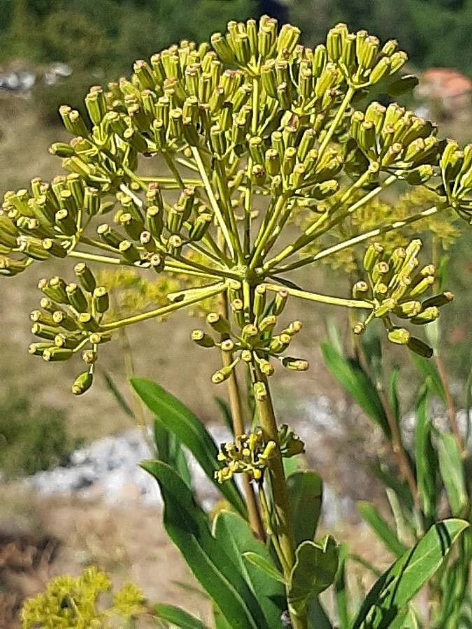 <i>Bupleurum fruticosum</i> - Imagen 3