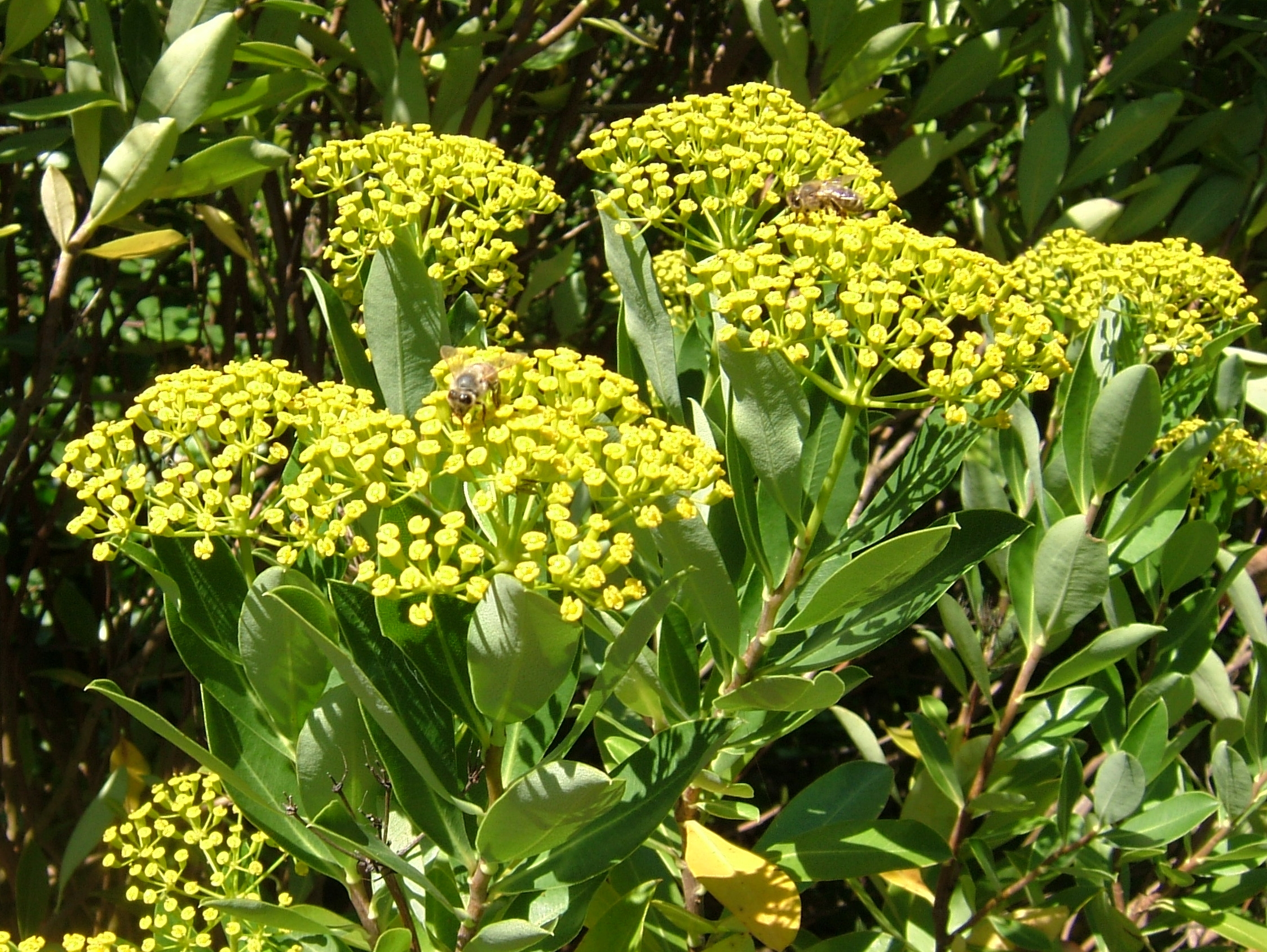 <i>Bupleurum fruticosum</i>