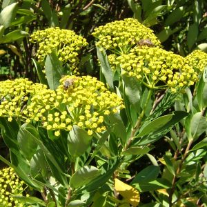 BUPLEURUM FRUTICOSUM
