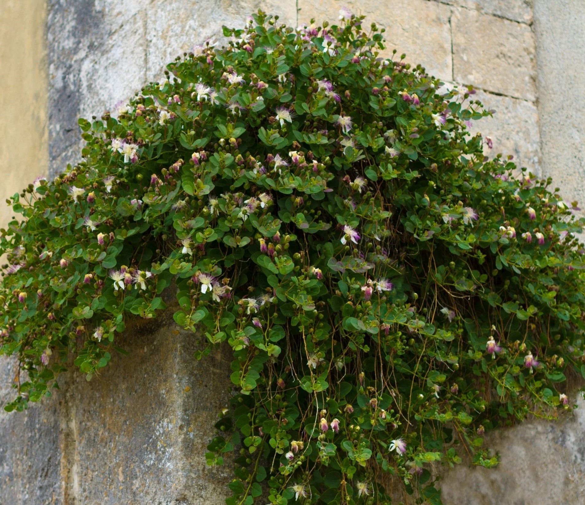 <i>Capparis spinosa</i>