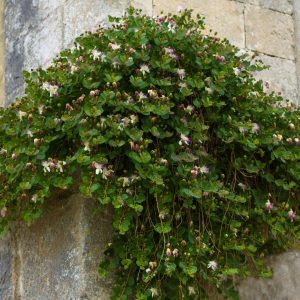 CAPPARIS SPINOSA
