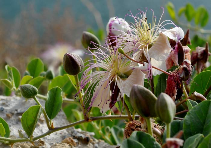 <i>Capparis spinosa</i> - Imagen 3